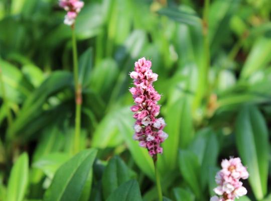 Persicaria aff. 'Donald Lowndes'