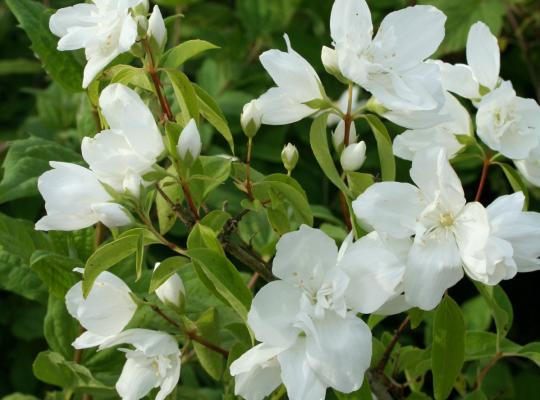 Philadelphus 'Belle Etoile'