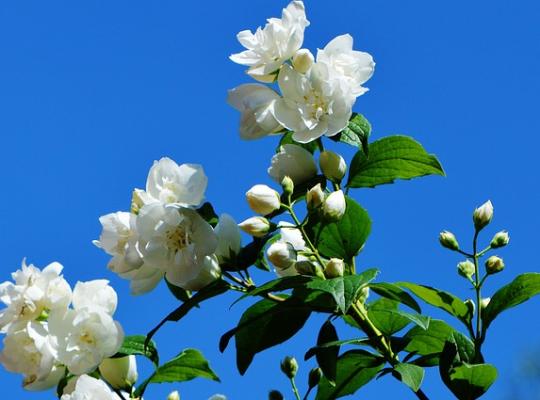 Philadelphus Manteau d' Hermine