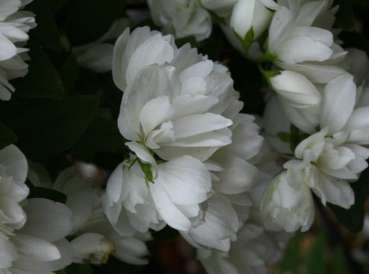 Philadelphus Snowbelle