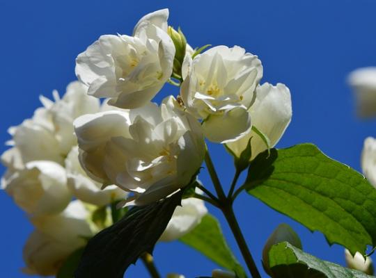Philadelphus 'Virginal'