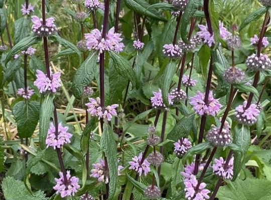 Phlomis tuberosa Amazone