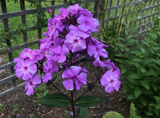 Phlox paniculata Blue Paradise