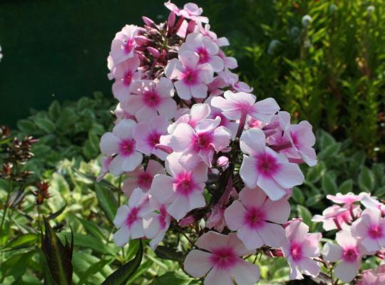 Phlox paniculata Bright Eyes