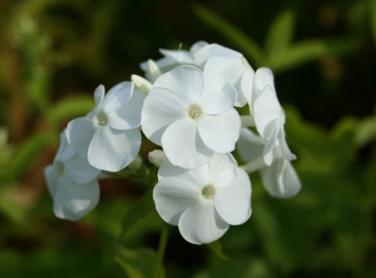 Phlox paniculata David