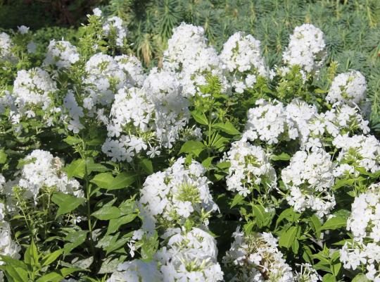 Phlox paniculata Mount Fuji