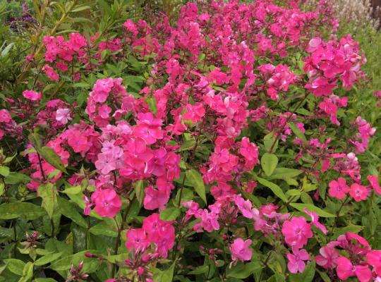 Phlox paniculata Rijnstroom