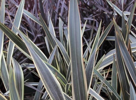 Phormium 'Alison Blackman'