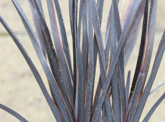 Phormium Back in Black