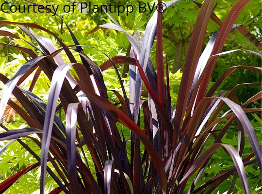 Phormium Black Adder