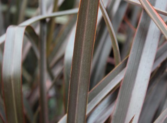 Phormium 'Bronze Baby'