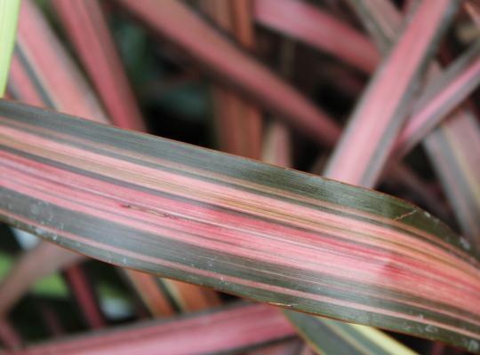 Phormium 'Evening Glow'