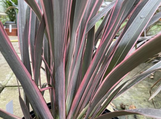Phormium 'Pink Stripe'