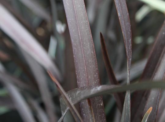 Phormium Platt's Black