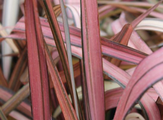 Phormium Rainbow Maiden