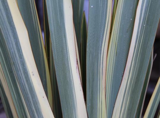 Phormium tenax 'Variegatum'