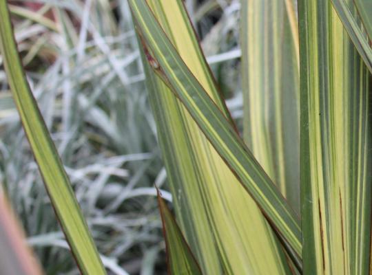 Phormium tenax Yellow Wave