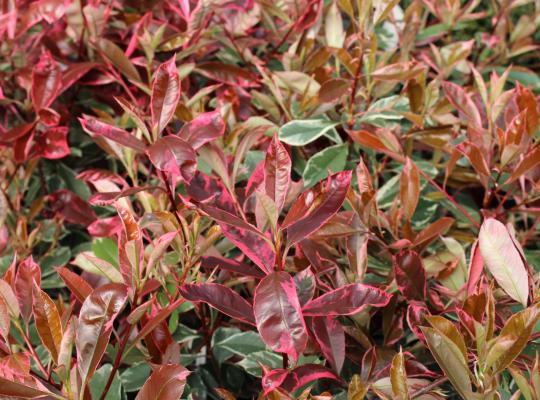Photinia x fraserii Louise