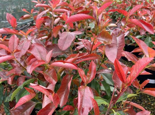 Photinia x fraseri Red Select