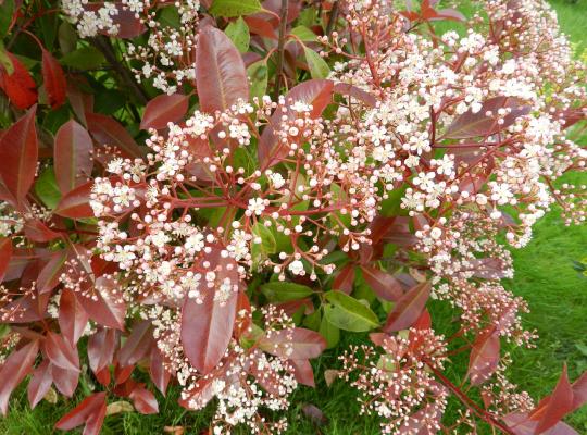 Photinia x fraseri Red Robin