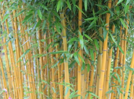 Phyllostachys aureo-sulcata Aureocaulis