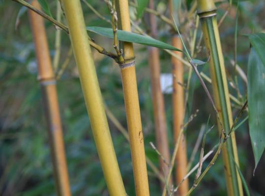 Phyllostachys aureo-sulcata Spectabilis