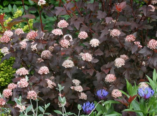 Physocarpus opulifolius Diable D'Or