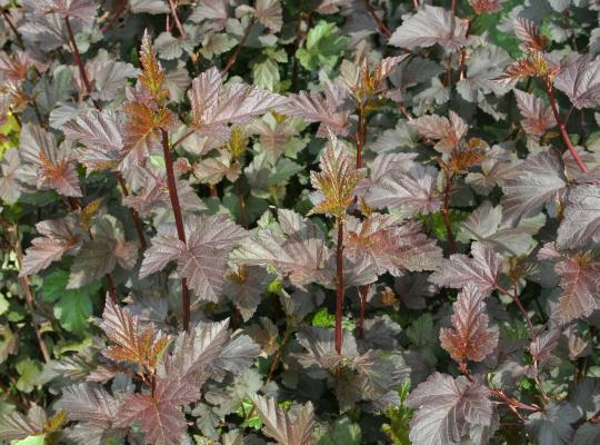 Physocarpus opulifolius 'Diabolo'