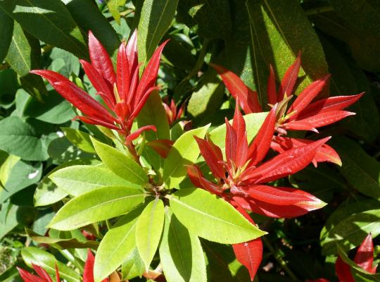 Pieris floribunda Forest Flame