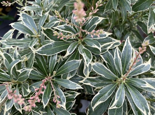 Pieris japonica Variegata