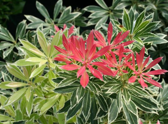 Pieris japonica Flaming Silver