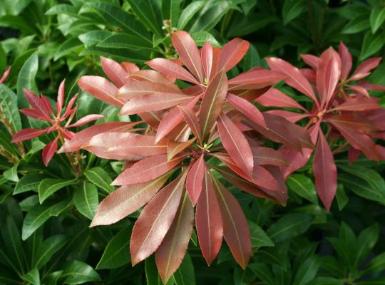 Pieris japonica Mountain Fire