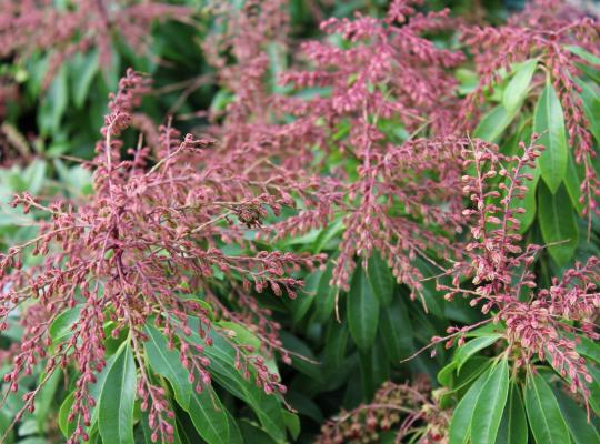 Pieris japonica Valley Valentine