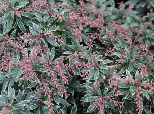 Pieris jap. 'Little Heath'