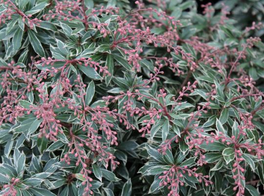 Pieris japonica Little Heath