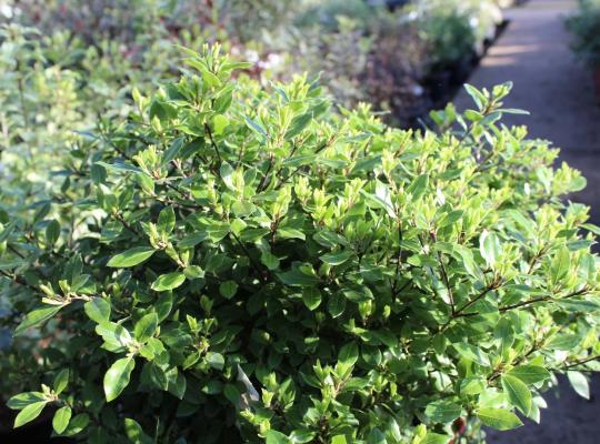 Pittosporum tenuifolium Beach Ball