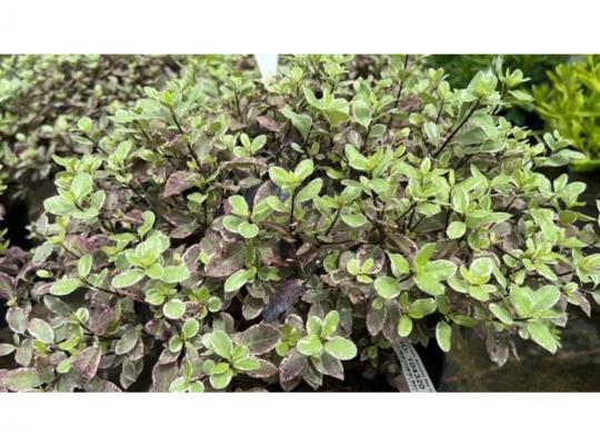 Pittosporum ten. 'Bannow Bay'