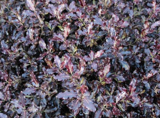 Pittosporum tenuifolium Tom Thumb