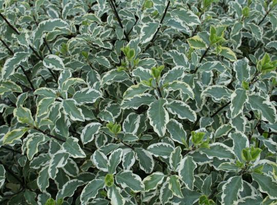 Pittosporum ten. 'Variegatum'