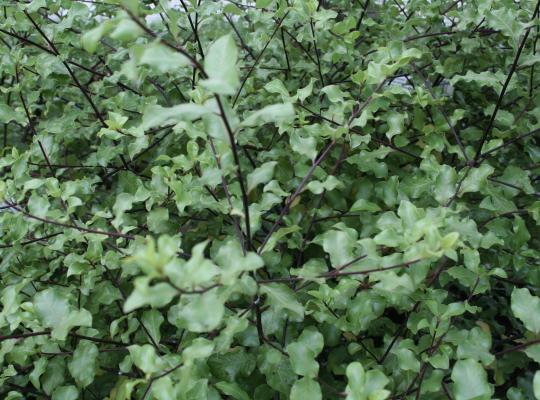 Pittosporum tenuifolium Wrinkled Blue