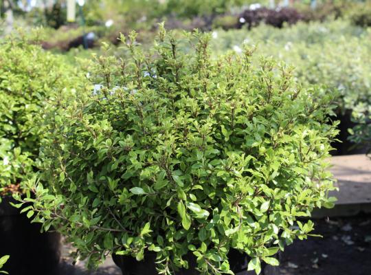 Pittosporum ten. Midget