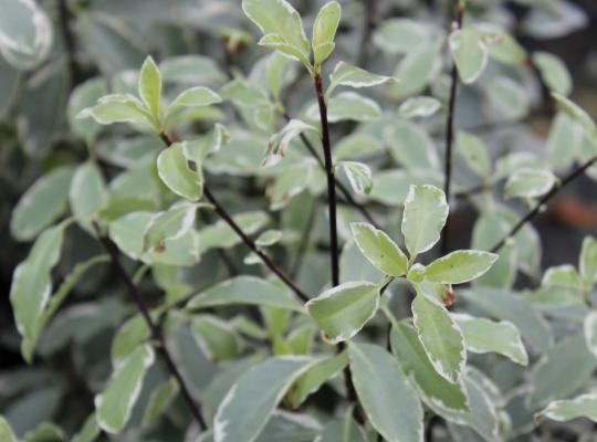 Pittosporum tenuifolium Collaig Silver