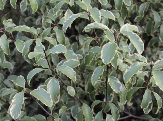 Pittosporum tenuifolium Garnettii