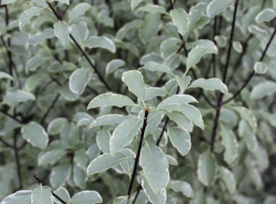 Pittosporum tenuifolium Silver Queen