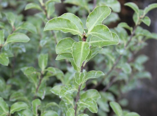 Pittosporum tenuifolium Arundel Green