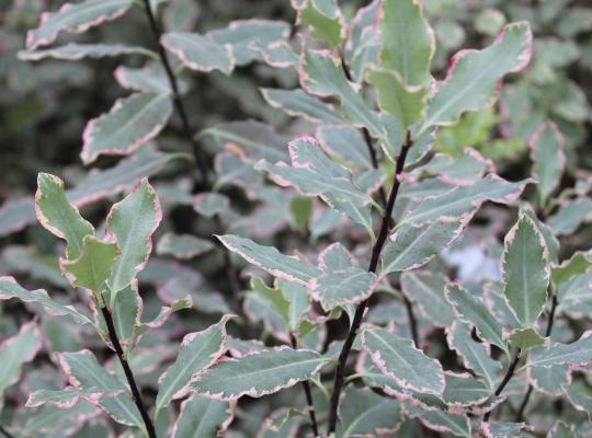 Pittosporum tenuifolium Elizabeth