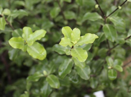 Pittosporum tenuifolium