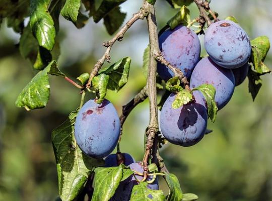 Plum (Damson) Merryweather