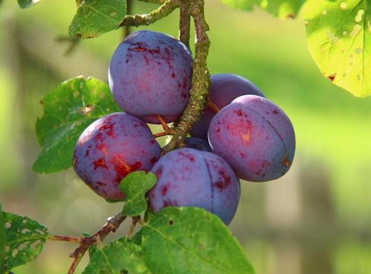 Plum Majorie's Seedling