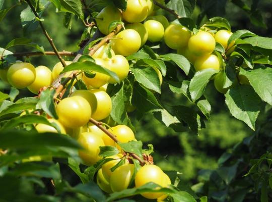Prunus d. 'Oullins Golden Gage'